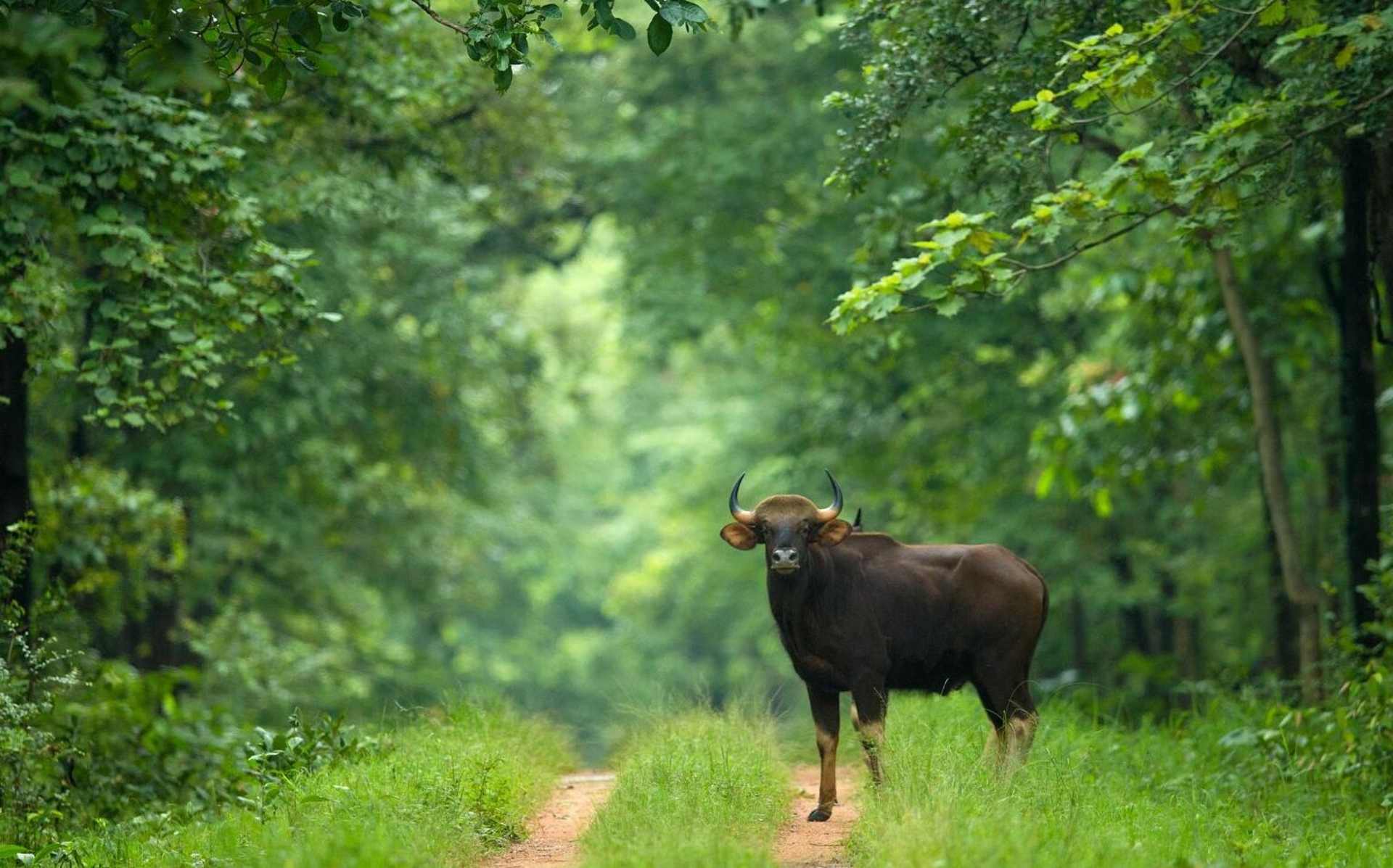 Unleash the Untamed Beauty of Chattisgarh: Embark on an Epic Wildlife Adventure